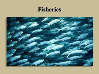 Fisheries
 