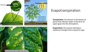 Evapotranspiration
Transpiration: the process in the leaves of
plants that releases water in the form of
vapor (gas) into the atmosphere.
Evaporation: the process whereby a
substance changes from a liquid to a gas
https://lemondeetnous.cafe-sciences.org/wp-
content/uploads/sites/4/2016/04/evapotranspiration-300x248.gif
https://dr282zn36sxxg.cloudfront.net/datastreams/f-
d:ad4457d07b5d13b54eaea736942bafef1166b9930ebcdb39498f0e
3c%2BIMAGE_THUMB_POSTCARD_TINY%2BIMAGE_THUMB_POSTC
ARD_TINY.1
https://images.pexels.com/photos/38435/leaf-rain-coffee-water-
38435.jpeg?auto=compress&cs=tinysrgb&fit=crop&h=627&w=1200
 