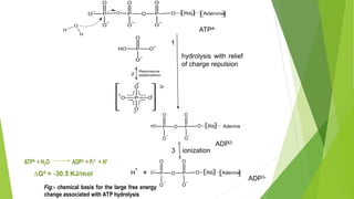 Hydrolysis Of Atp Mechanism
