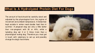 What Is A Hydrolyzed Protein Diet For Dogs
The amount of food should be carefully sized and
adjusted by the physiological form, the regime of
movement and ambient temperature. A Doberman
kept outside in winter need double food than in
summer. A pregnant dog eat only a little better
than non-pregnant with 20 or 40%, while a
lactating dog eat 2 or 3 times more than a
physiological resting dog. Therefore you must get
in touch with veterinary to set up and possibly
change the dog's food intake.
 