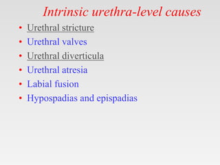 Intrinsic urethra-level causes
• Urethral stricture
• Urethral valves
• Urethral diverticula
• Urethral atresia
• Labial fusion
• Hypospadias and epispadias
 