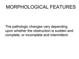 MORPHOLOGICAL FEATURES
The pathologic changes vary depending
upon whether the obstruction is sudden and
complete, or incomplete and intermittent.
 