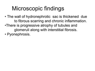 Microscopic findings
• The wall of hydronephrotic sac is thickened due
to fibrous scarring and chronic inflammation.
•There is progressive atrophy of tubules and
glomeruli along with interstitial fibrosis.
• Pyonephrosis.
 