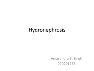 Hydronephrosis
Amarendra B. Singh
090201263
 