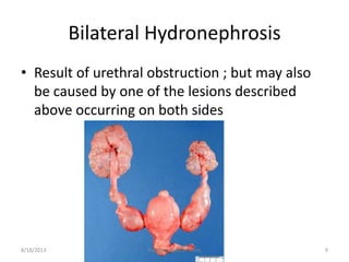 Bilateral Hydronephrosis
• Result of urethral obstruction ; but may also
be caused by one of the lesions described
above occurring on both sides
8/18/2013 Hydronephrosis - Intro 9
 