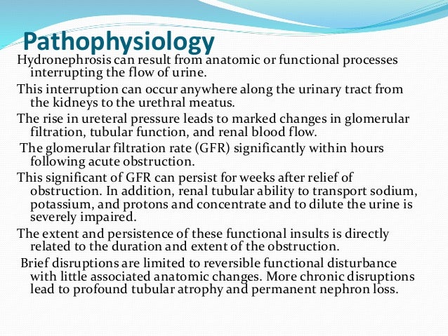Hydronephrosis liver blood flow diagram 