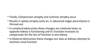 • Finally, Compression atrophy and ischemic atrophy occur
• Results in spotty atrophy early on, in advanced stages parenchyma is
thinned out
• In unilateral obstruction these changes are relatively faster as
opposite kidney is functioning and it’s function increases to
compensate for the loss of function in one kidney
• In bilateral obstruction these changes are slow as kidneys attempt to
maintain renal function
 