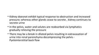 • Kidney doesnot exhibit typical response to obstruction and increased
pressure; whereas other glands cease to secrete , kidney continues to
secrete urine
• In the pelvis, water and solutes are reabsorbed via lymphatics
gradually relieving the pressure
• There may be a break in dilated pelvis resulting in extravasation of
urine into renal parenchyma decompressing the pelvis -
Pyelointerstitial back flow
 