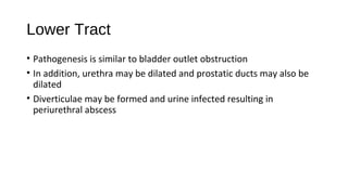 Lower Tract
• Pathogenesis is similar to bladder outlet obstruction
• In addition, urethra may be dilated and prostatic ducts may also be
dilated
• Diverticulae may be formed and urine infected resulting in
periurethral abscess
 