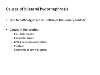 Causes of bilateral hydornephrosis
• Due to pathologies in the urethra or the urinary bladder
• Causes in the urethra:
– Pin – hole meatus
– Congenital valves
– BPH & carcinoma of prostate
– Stricture
– Carcinoma of cervix & uterus
13
 