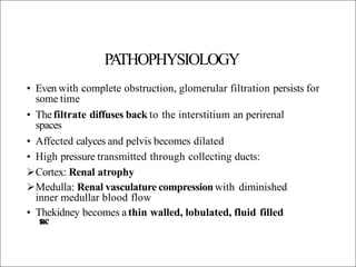 PA
THOPHYSIOLOGY
• Even with complete obstruction, glomerular filtration persists for
some time
• Thefiltrate diffuses back to the interstitium an perirenal
spaces
• Affected calyces and pelvis becomes dilated
• High pressure transmitted through collecting ducts:
Cortex: Renal atrophy
Medulla: Renal vasculature compression with diminished
inner medullar blood flow
s
ac
• Thekidney becomes athin walled, lobulated, fluid filled
 