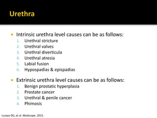  Intrinsic urethra level causes can be as follows:
1. Urethral stricture
2. Urethral valves
3. Urethral diverticula
4. Urethral atresia
5. Labial fusion
6. Hypospadias & epispadias
 Extrinsic urethra level causes can be as follows:
1. Benign prostatic hyperplasia
2. Prostate cancer
3. Urethral & penile cancer
4. Phimosis
Lusaya DG, et al. Medscape. 2015.
 