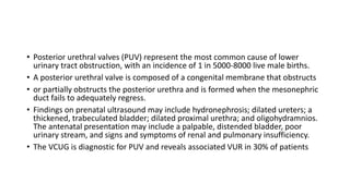 • Posterior urethral valves (PUV) represent the most common cause of lower
urinary tract obstruction, with an incidence of 1 in 5000-8000 live male births.
• A posterior urethral valve is composed of a congenital membrane that obstructs
• or partially obstructs the posterior urethra and is formed when the mesonephric
duct fails to adequately regress.
• Findings on prenatal ultrasound may include hydronephrosis; dilated ureters; a
thickened, trabeculated bladder; dilated proximal urethra; and oligohydramnios.
The antenatal presentation may include a palpable, distended bladder, poor
urinary stream, and signs and symptoms of renal and pulmonary insufficiency.
• The VCUG is diagnostic for PUV and reveals associated VUR in 30% of patients
 
