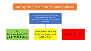 Perform postnatal ultrasound of KUB region;
Within 24-48 hours of birth if LUTO
Between 3-7 days in other cases confirmed
postnatally
No
hydronephrosis(SFU
grade 0&APD <7mm
Unilateral or bilateral
hydronephrosis and
LUTO unlikely
Features of LUTO
Management of antenatal hydronephrosis
 