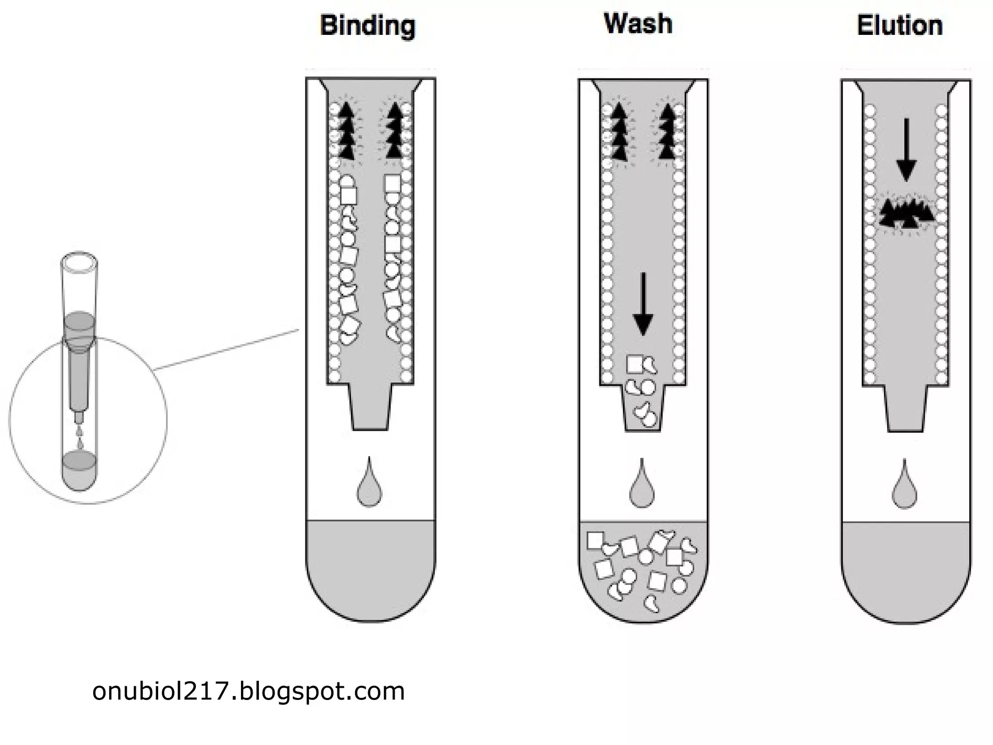 onubiol217.blogspot.com
 