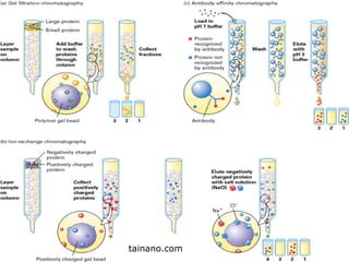 Hydrophobic Interaction Chromatography