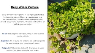 Dwc Method Hydroponics: Revolutionizing Sustainable Agriculture. | PPTX