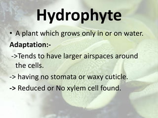 Hydrophyte
• A plant which grows only in or on water.
Adaptation:-
->Tends to have larger airspaces around
the cells.
-> having no stomata or waxy cuticle.
-> Reduced or No xylem cell found.
 