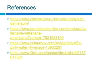 References
 https://www.plantsrescue.com/ceratophyllum-
demersum/
 https://www.pondplantsonline.com/products/va
llisneria-vallisneria-
americana?variant=7621583109
 https://www.colourbox.com/image/beautiful-
pink-water-lily-image-13932261
 https://www.flickr.com/photos/dweickhoff/5187
617361
 