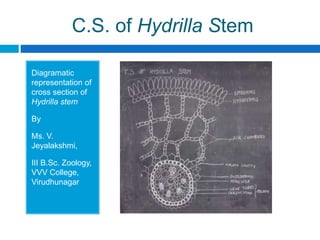 C.S. of Hydrilla Stem
Diagramatic
representation of
cross section of
Hydrilla stem
By
Ms. V.
Jeyalakshmi,
III B.Sc. Zoology,
VVV College,
Virudhunagar
 