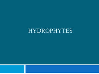 HYDROPHYTES
 