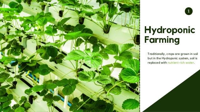 Traditionally, crops are grown in soil
but in the Hydroponic system, soil is
replaced with nutrient-rich water.
1
 