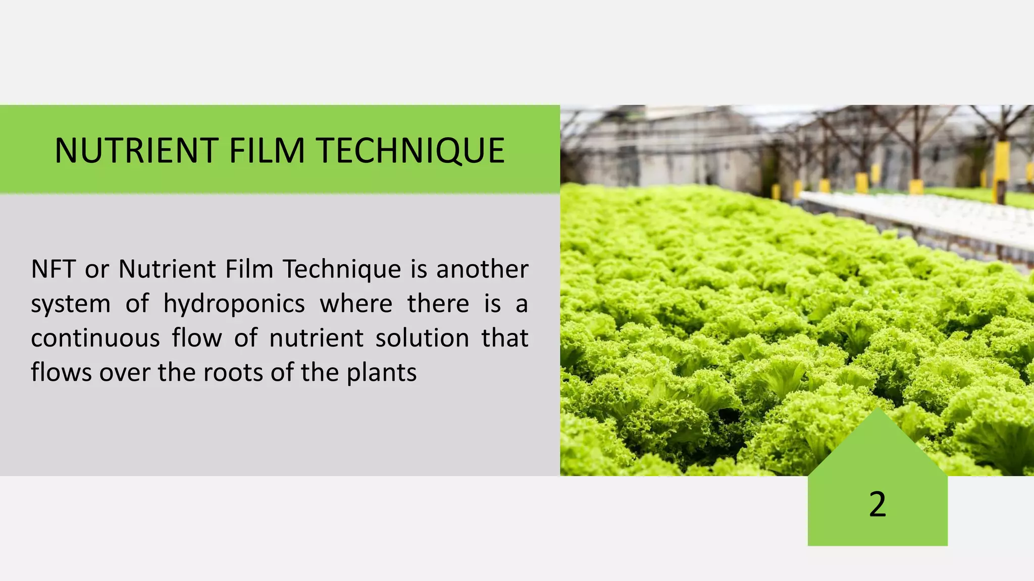2
NUTRIENT FILM TECHNIQUE
NFT or Nutrient Film Technique is another
system of hydroponics where there is a
continuous flow of nutrient solution that
flows over the roots of the plants
 