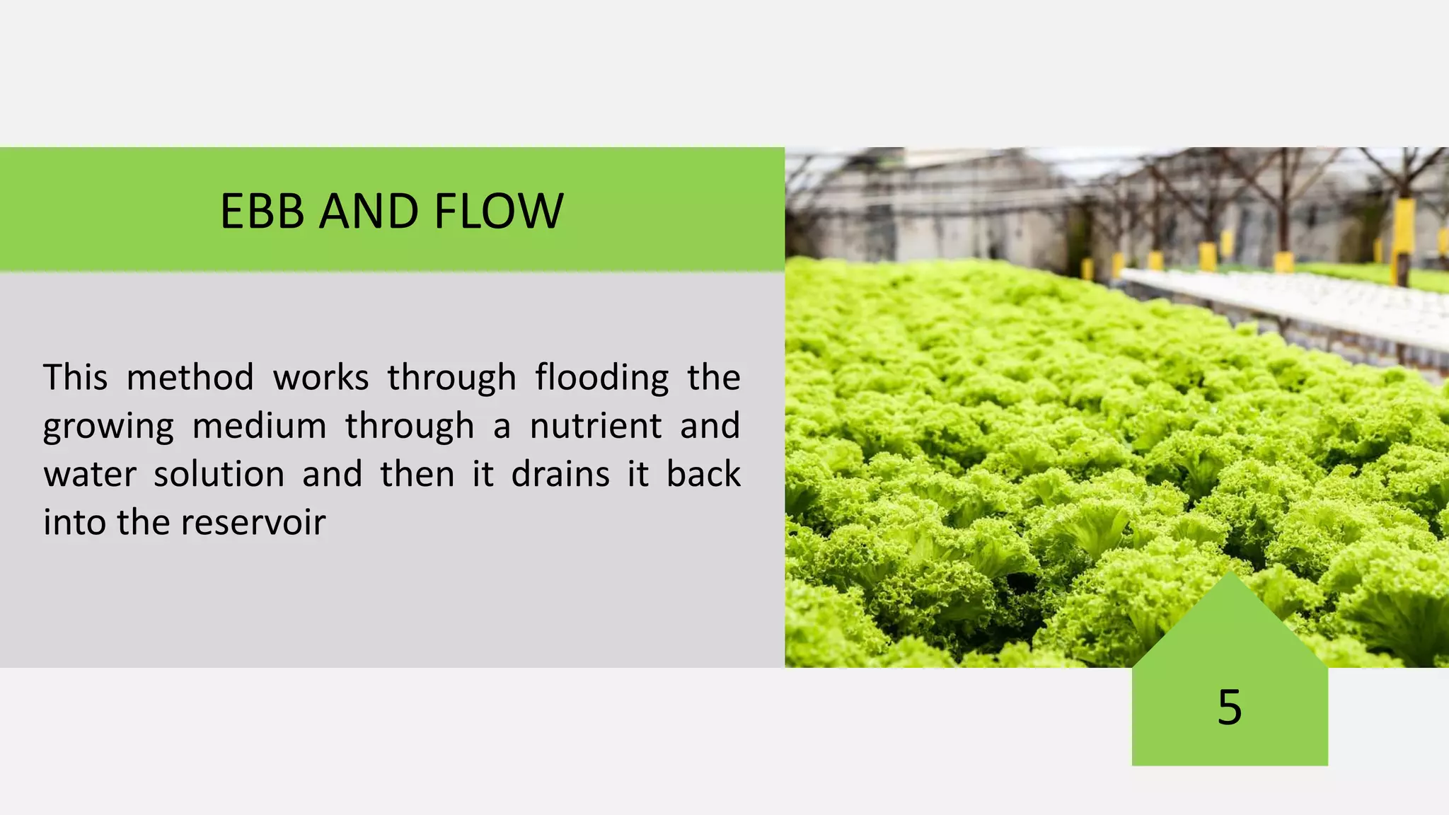 5
EBB AND FLOW
This method works through flooding the
growing medium through a nutrient and
water solution and then it drains it back
into the reservoir
 