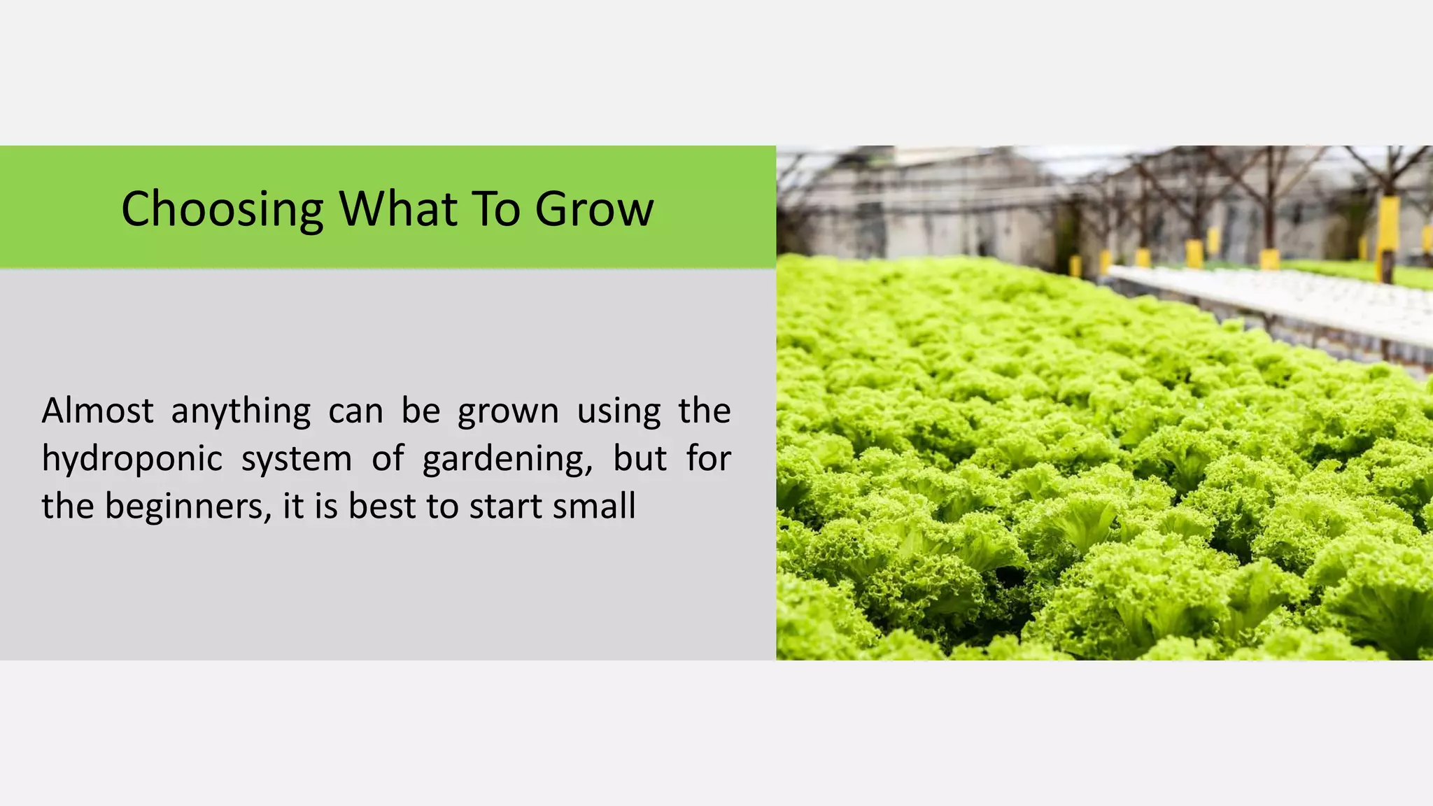 Choosing What To Grow
Almost anything can be grown using the
hydroponic system of gardening, but for
the beginners, it is best to start small
 