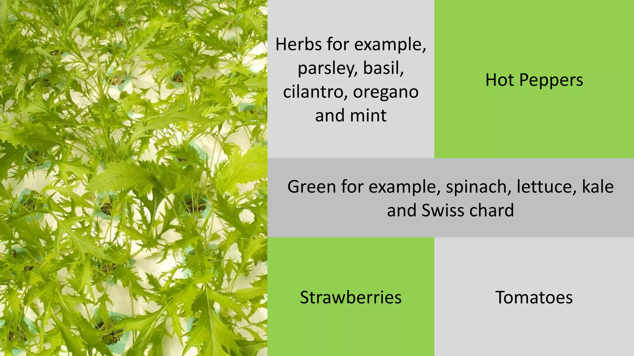 Herbs for example,
parsley, basil,
cilantro, oregano
and mint
Green for example, spinach, lettuce, kale
and Swiss chard
Strawberries Tomatoes
Hot Peppers
 
