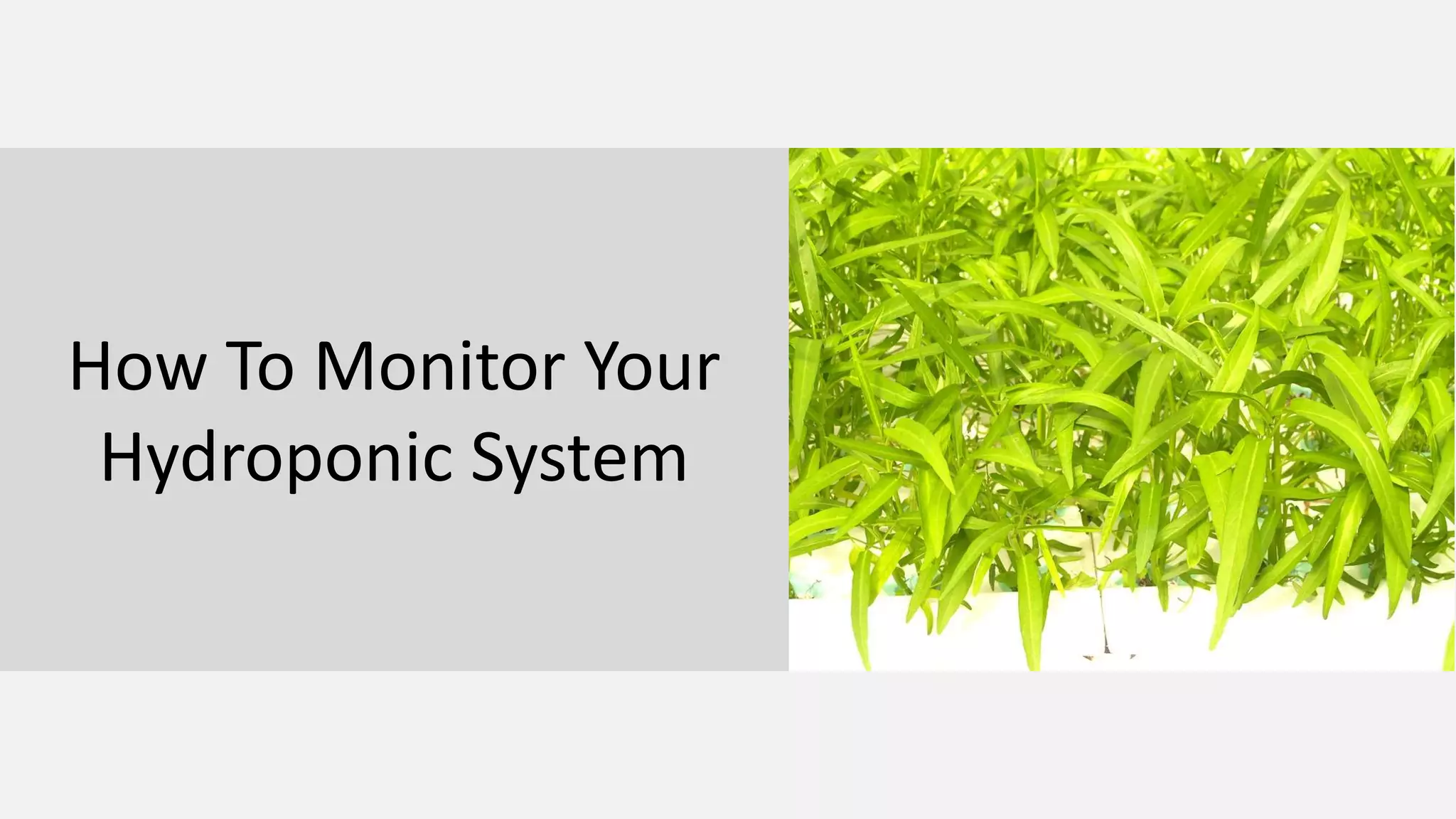How To Monitor Your
Hydroponic System
 
