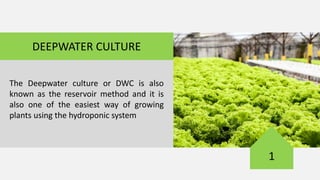 Dwc Method Hydroponic Growing Guide | PDF