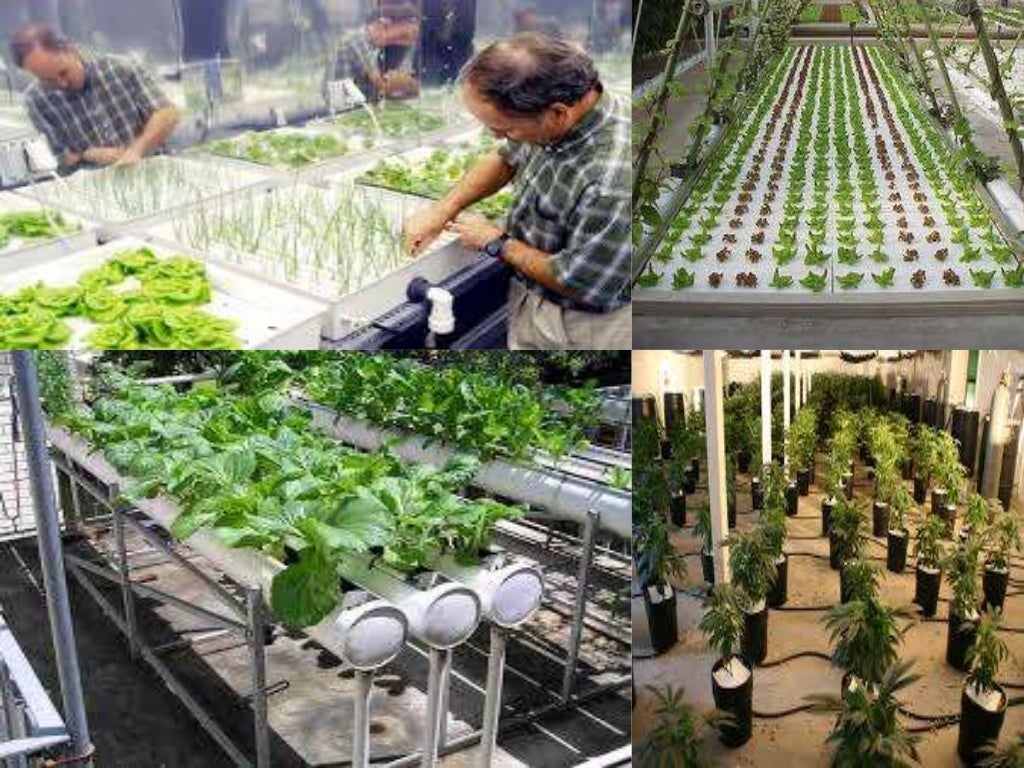 Hydroponic growing systemsYields of Hydro with quality of Soil