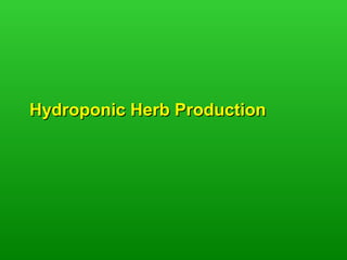 Hydroponic Herb Production
 
