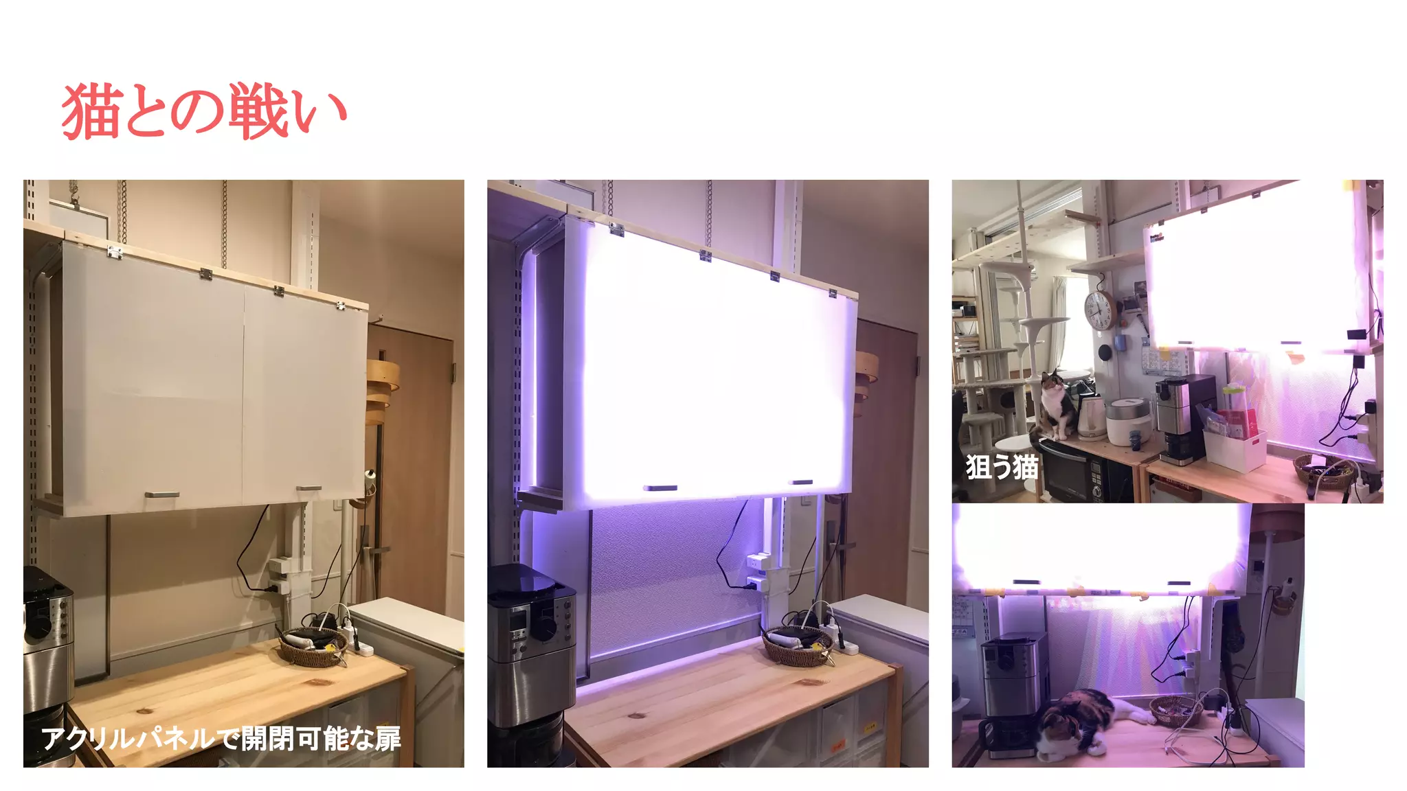 猫との戦い
アクリルパネルで開閉可能な扉
狙う猫
 