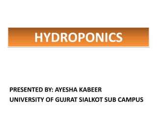HYDROPONICS
PRESENTED BY: AYESHA KABEER
UNIVERSITY OF GUJRAT SIALKOT SUB CAMPUS
 