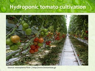 Hydroponic tomato cultivation

Source: visionplants/Flickr | http://www.bostanistas.gr

 
