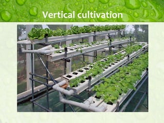 Vertical cultivation

 