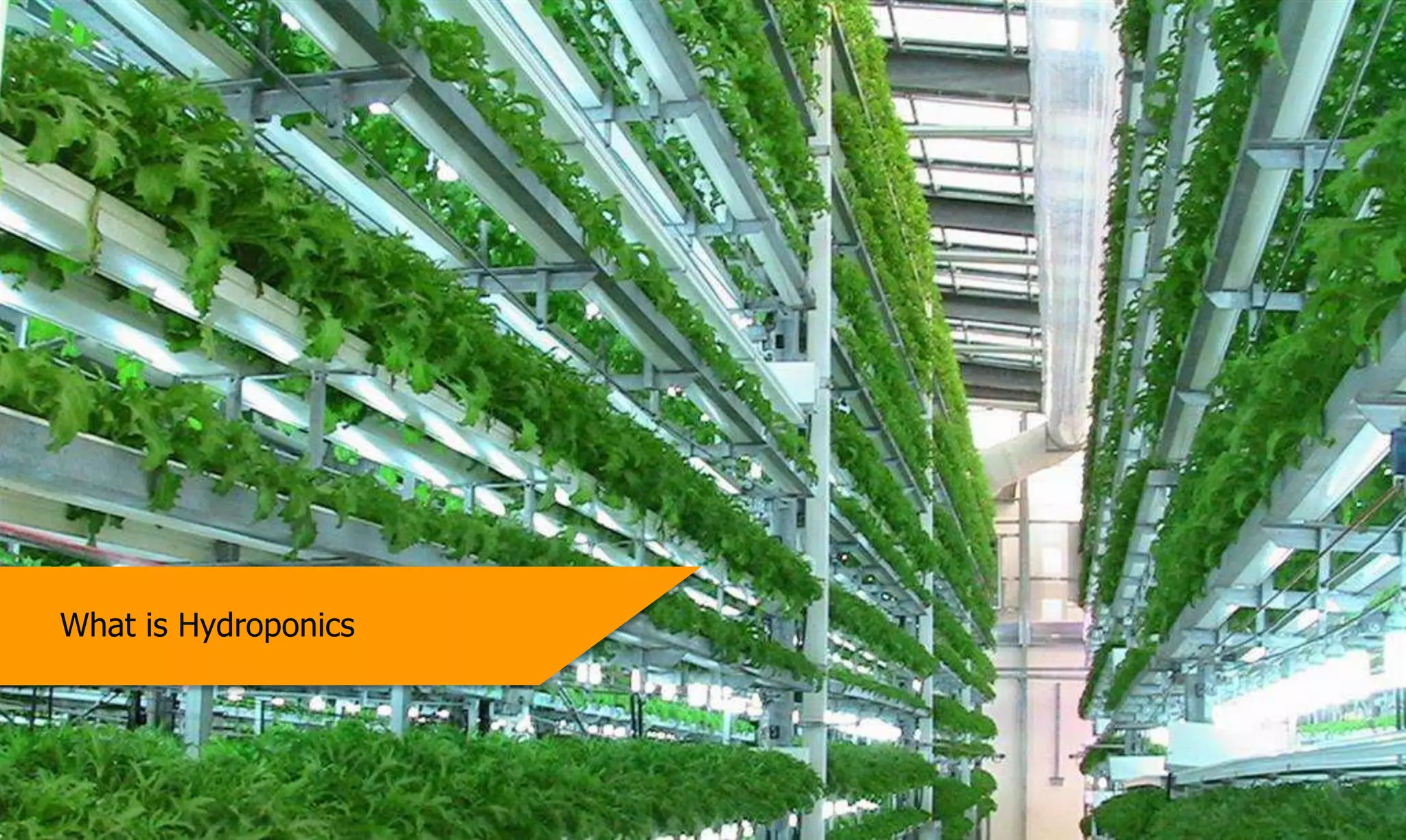 Private & ConfidentialCopyright of HGTIPL, India
What is Hydroponics
 