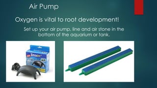 Air Pump
Set up your air pump, line and air stone in the
bottom of the aquarium or tank.
Oxygen is vital to root developme...
