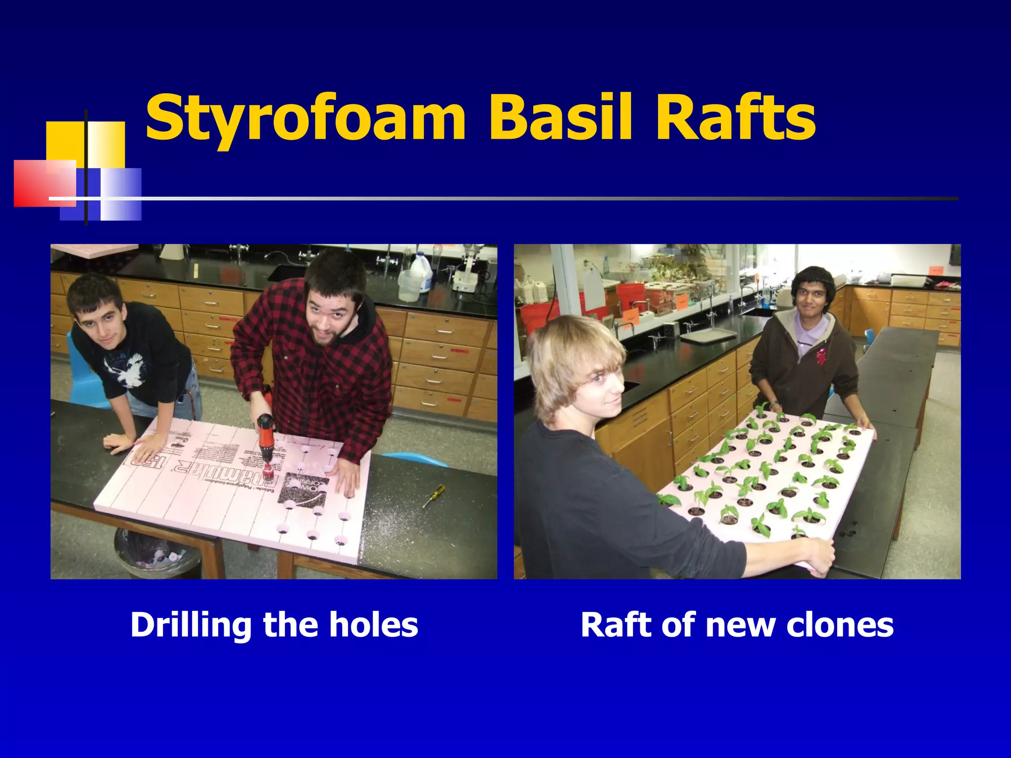 Styrofoam Basil Rafts Drilling the holes Raft of new clones 