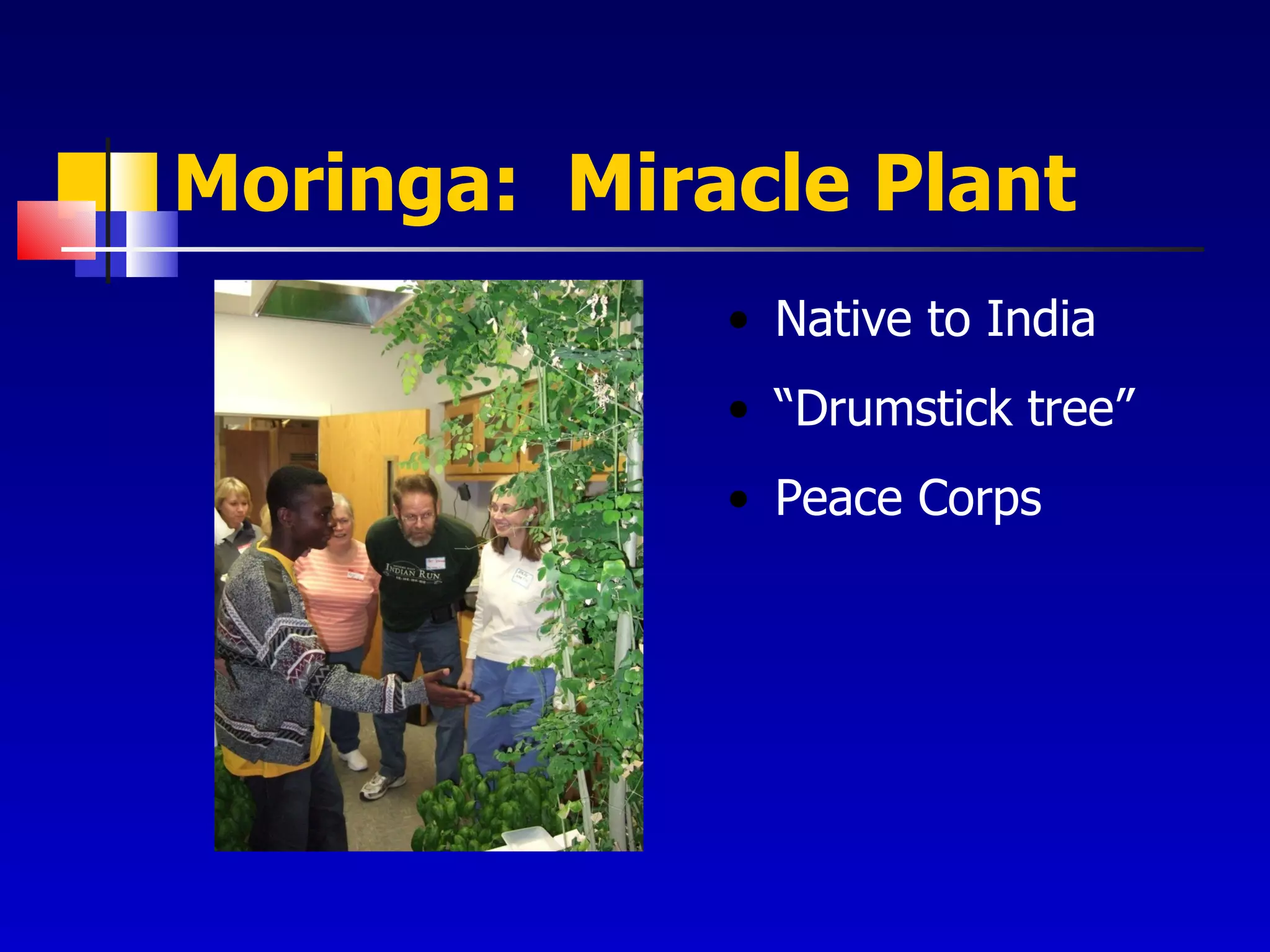 Moringa:  Miracle Plant Native to India “ Drumstick tree” Peace Corps 
