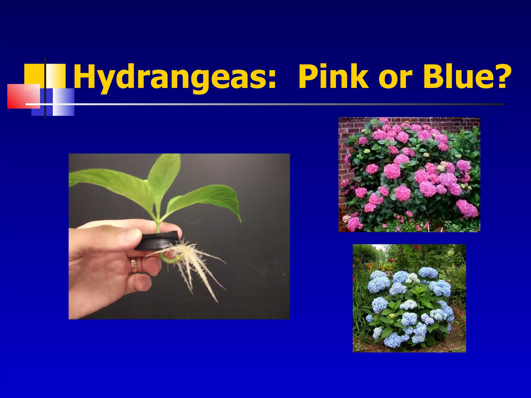 Hydrangeas:  Pink or Blue? 