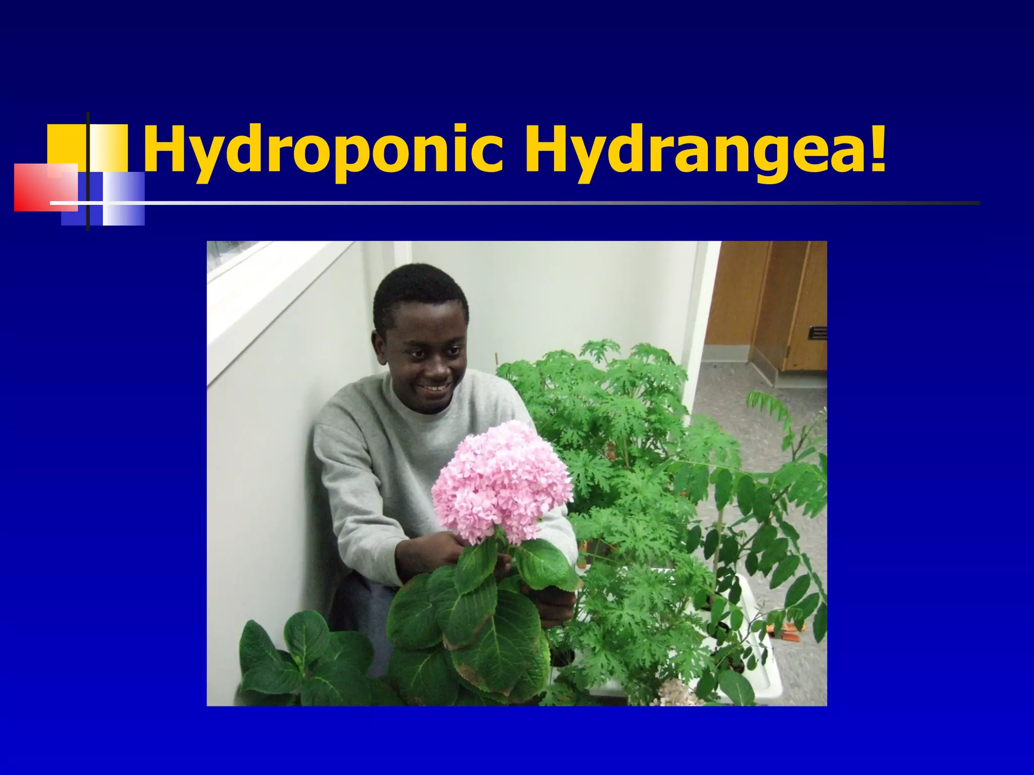 Hydroponic Hydrangea! 