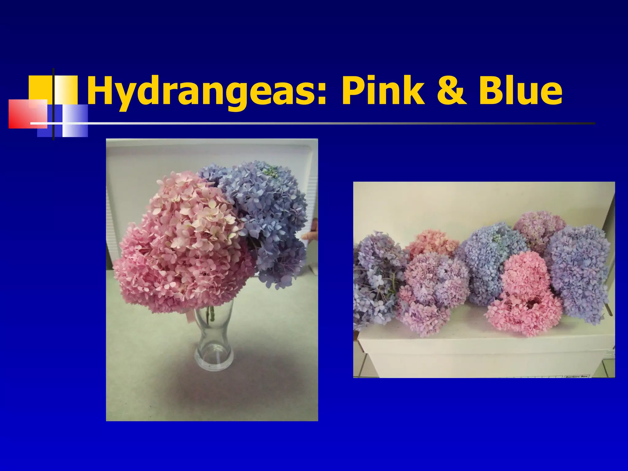 Hydrangeas: Pink & Blue 