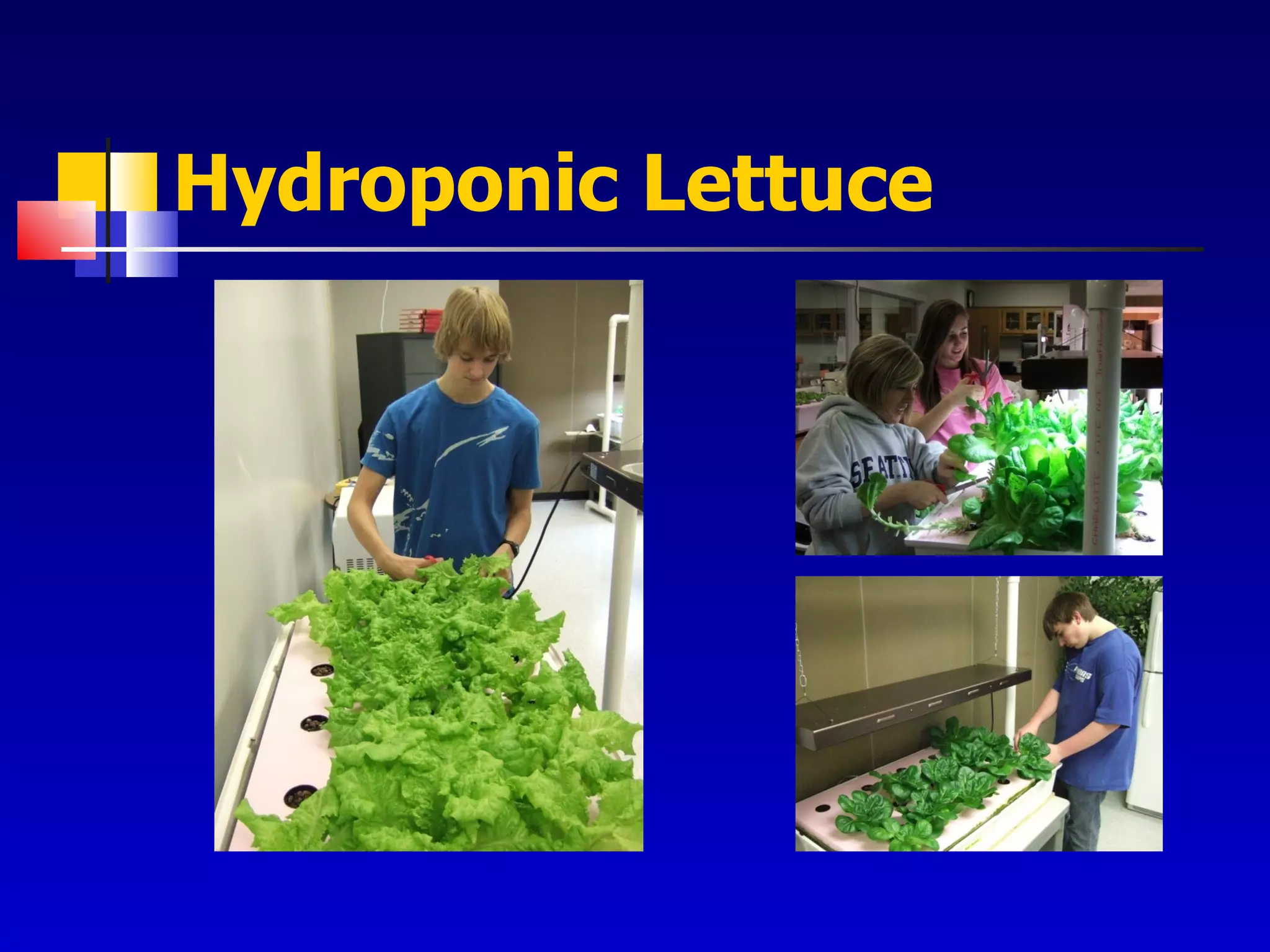 Hydroponic Lettuce 