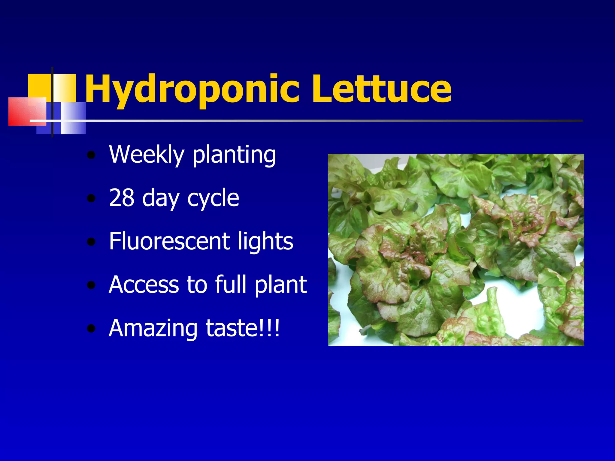 Hydroponic Lettuce Weekly planting 28 day cycle Fluorescent lights Access to full plant Amazing taste!!! 