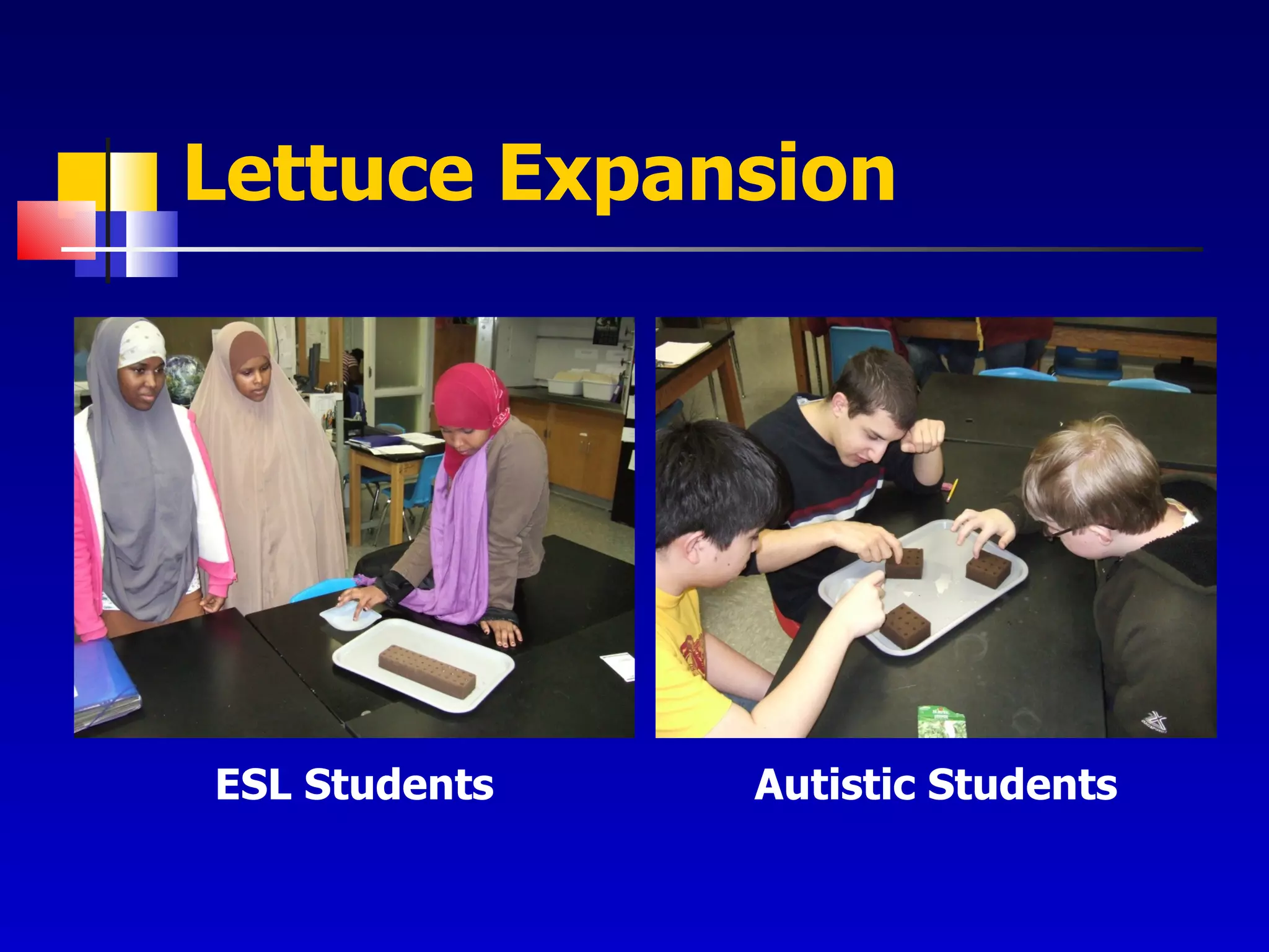 Lettuce Expansion ESL Students Autistic Students 
