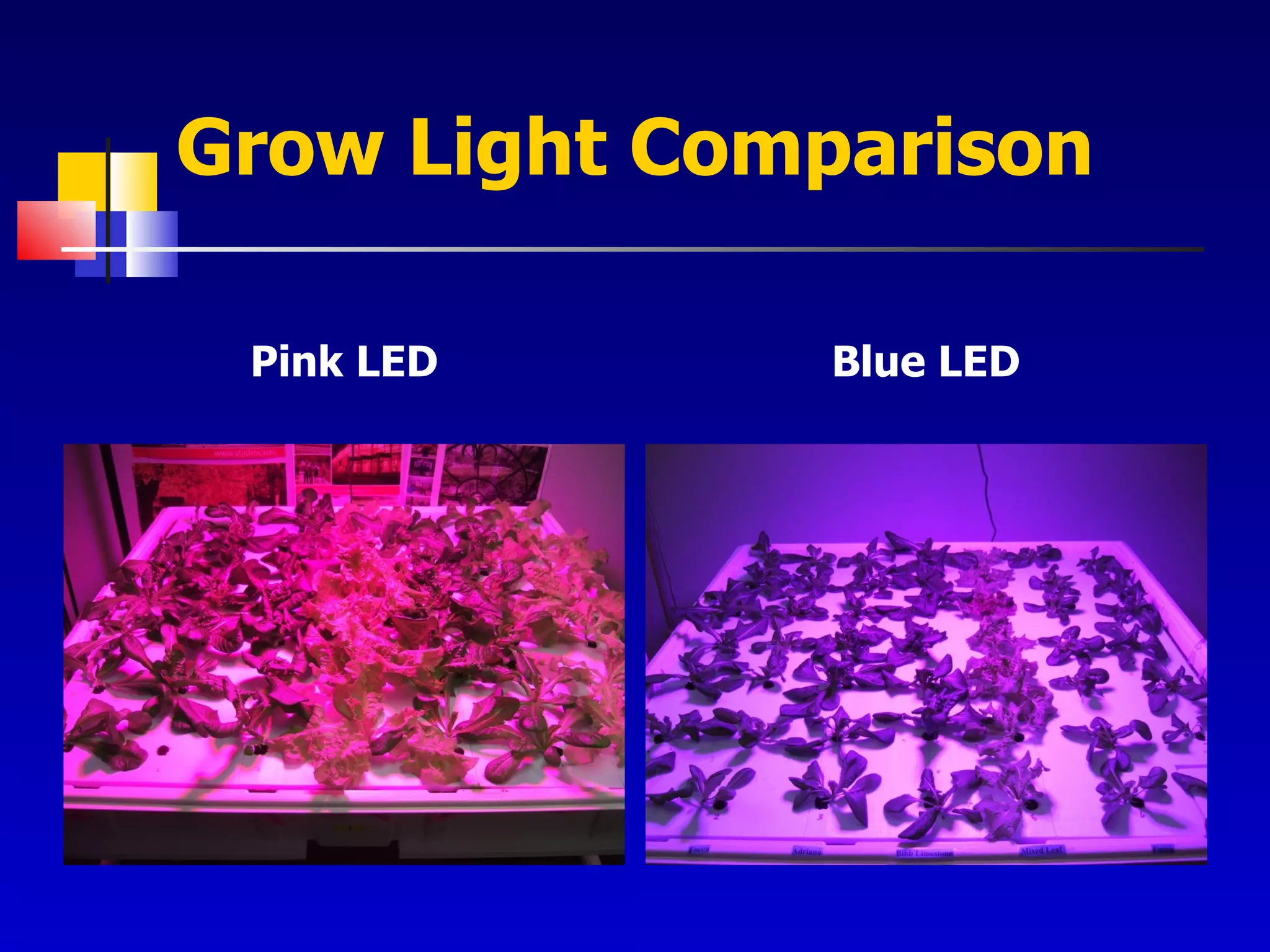 Grow Light Comparison Pink LED Blue LED 