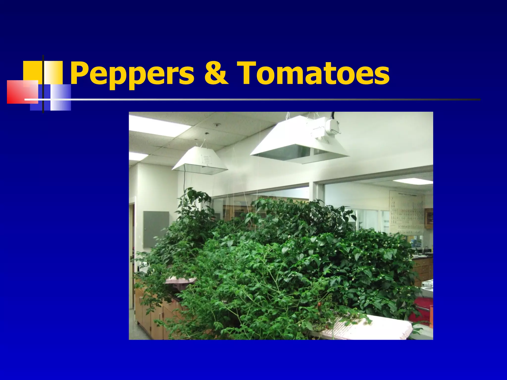 Peppers & Tomatoes 